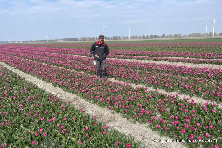 Tulpen selecteren op eindeloze bollenpercelen