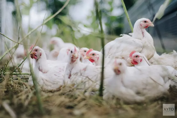 Vogelgriep vastgesteld op pluimveebedrijf in Biddinghuizen