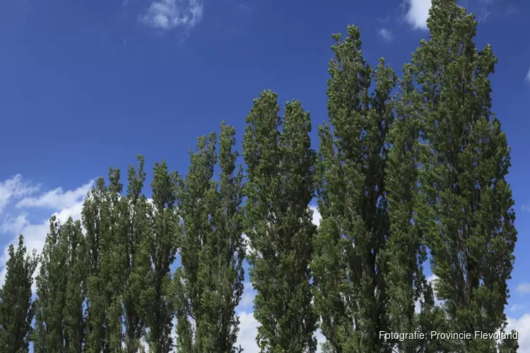 Provincie Flevoland aan de slag met boomvervanging
