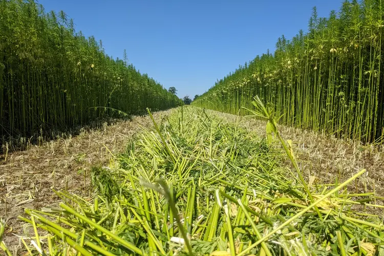 Open dag teeltlocatie vezelhennep Flevoland