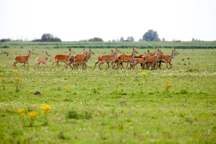 Minder uw snelheid en voorkom een aanrijding met wild