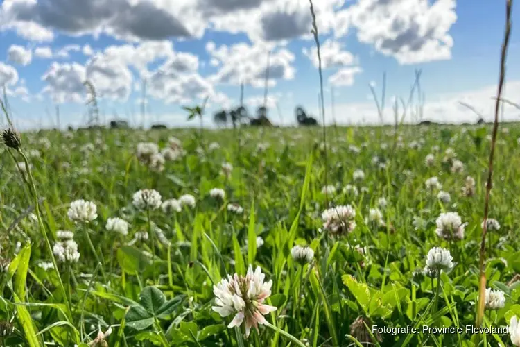 Flevoland zet in op biodiverse groenbemesters en kruidenrijk grasland