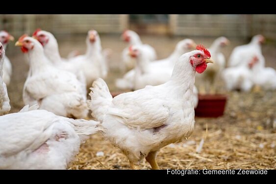 Vogelgriep vastgesteld in Putten: ook maatregelen in Zeewolde