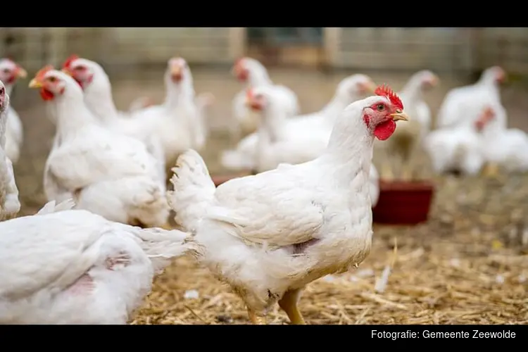 Vogelgriep vastgesteld in Putten: ook maatregelen in Zeewolde