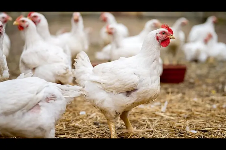 Landelijke ophok- en afschermplicht ingesteld door uitbraken vogelgriep